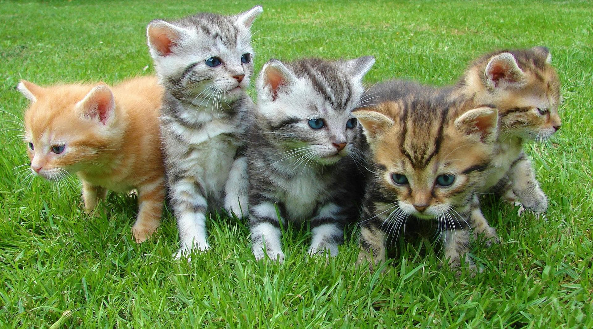 Dog & Cat Vets in Madison